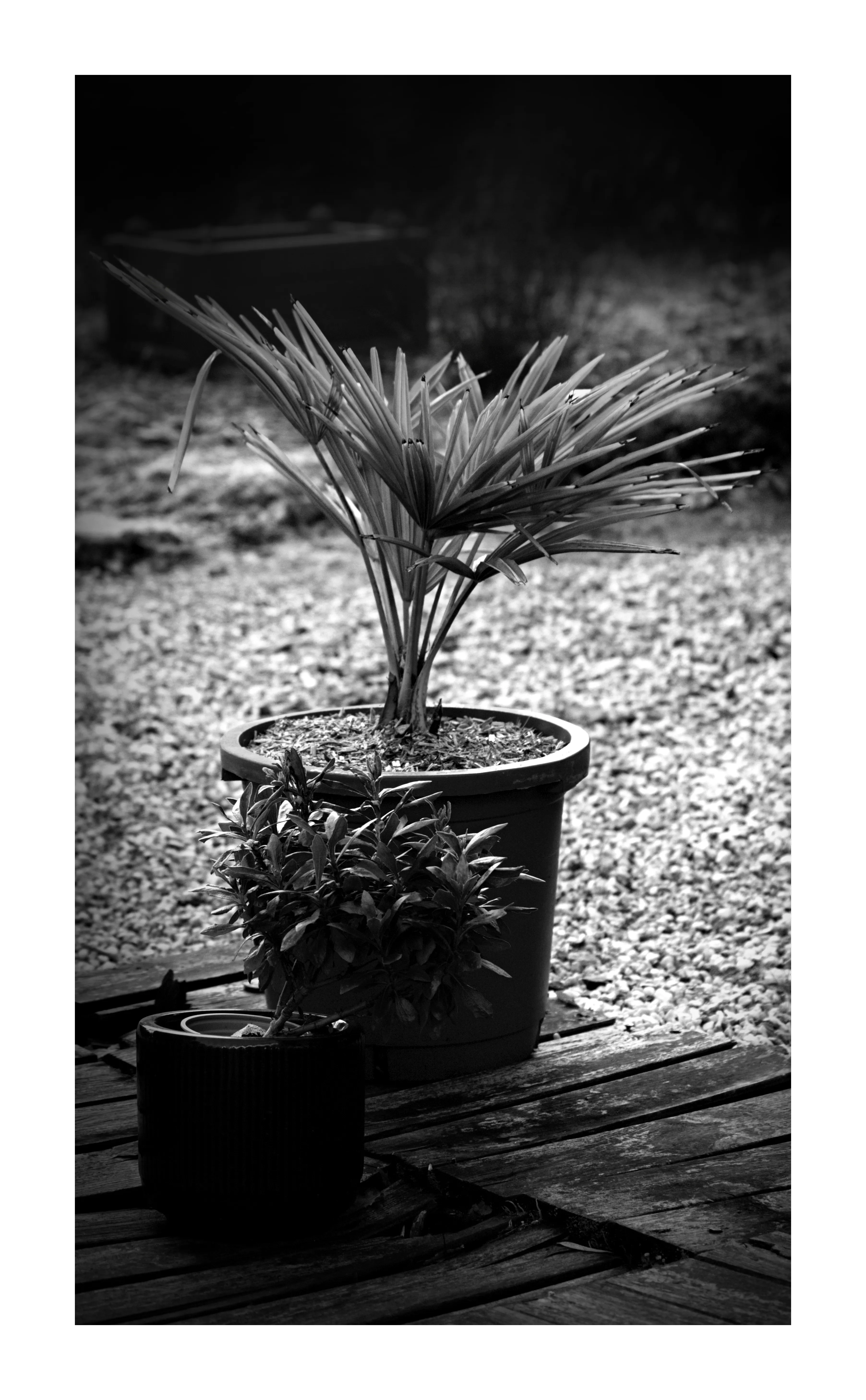 Plantes en pots